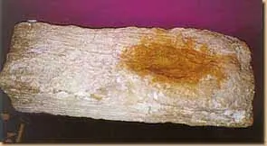 Christs-footprint-on-a-stone--Virgin-Mary-Church-Sakha-Kafr-El-Sheikh