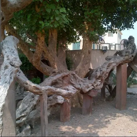 The-Virgin-Mar-Tree