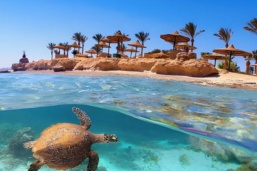 Snorkeling Trip at Port Ghalib from Marsa Alam