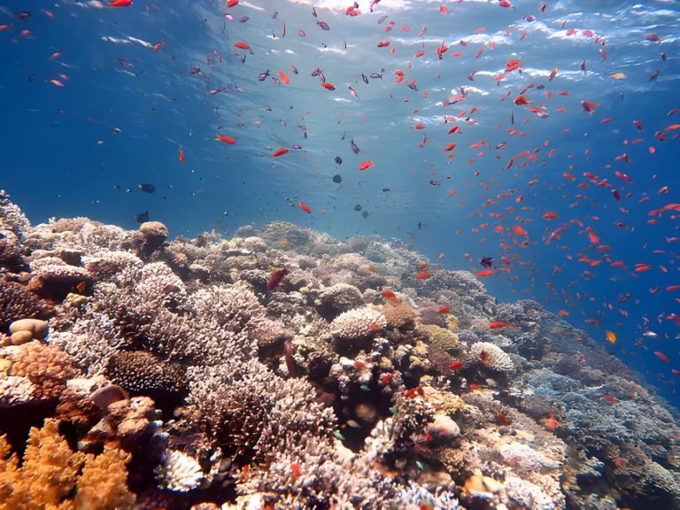 Hurghada Submarine Tour