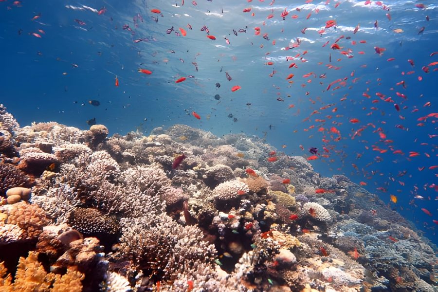 Red Sea coral reef and fish